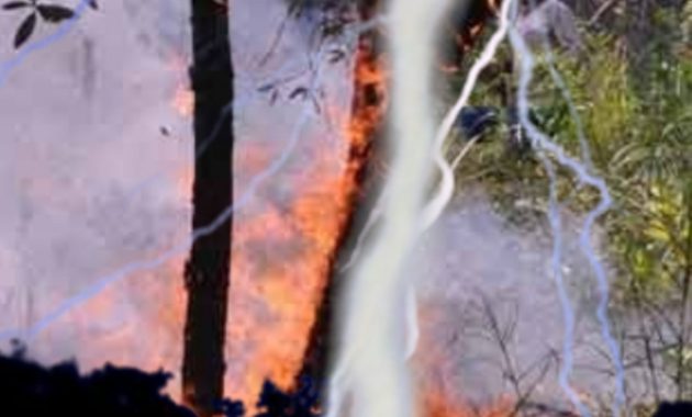 Rare Event…Tree Becomes a Mineral Stone After Being Struck by Lightning