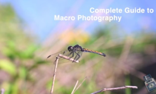 Macro Photography Techniques Using a Mobile Camera? Can….